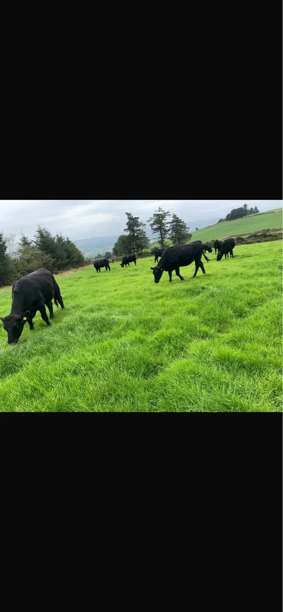 20 Angus heifers - Image 1