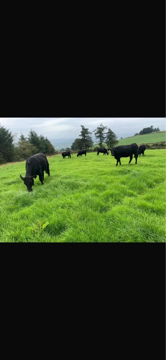20 Angus heifers - Image 2