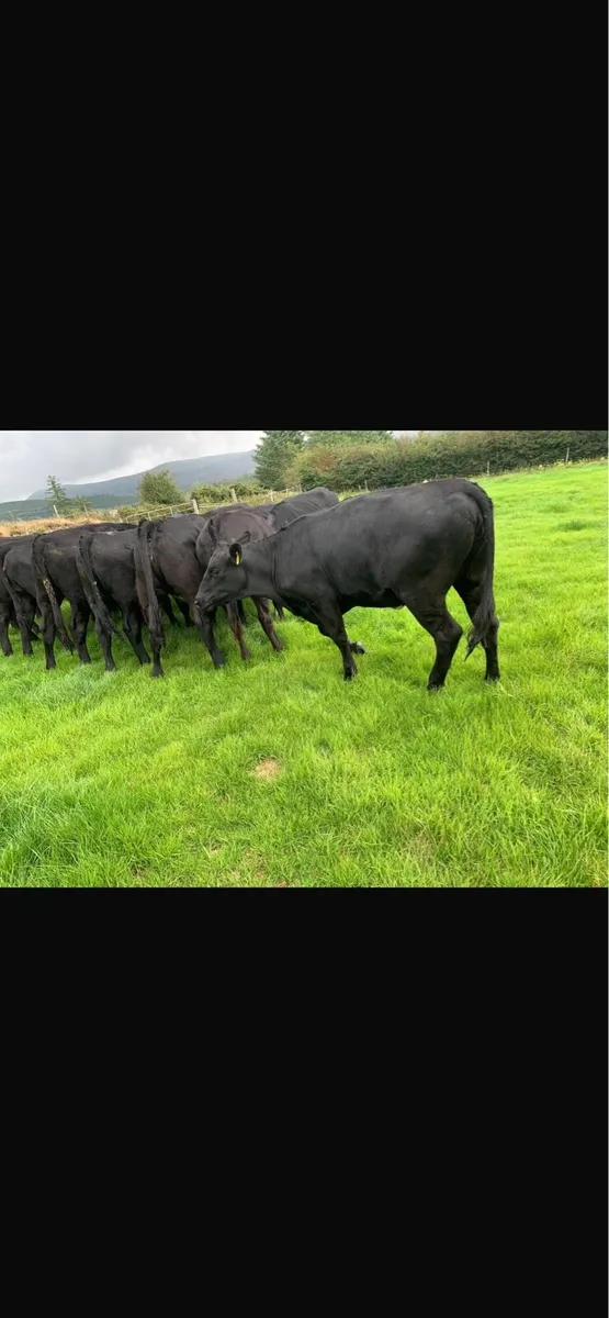 20 Angus heifers - Image 3