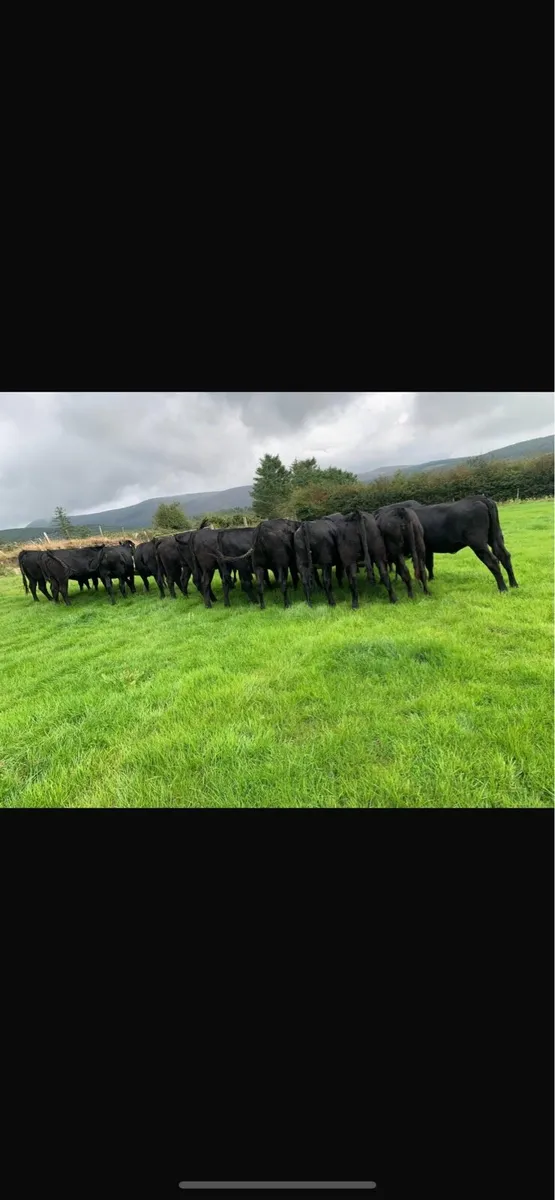 20 Angus heifers - Image 4