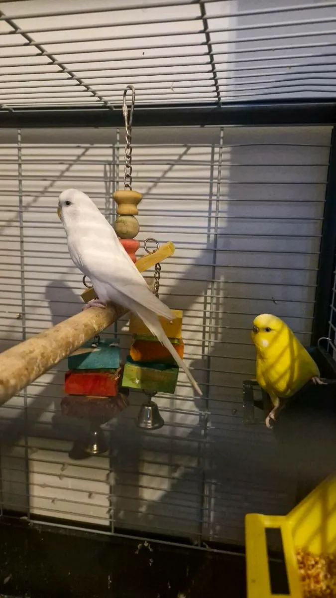 Budgies - Image 1