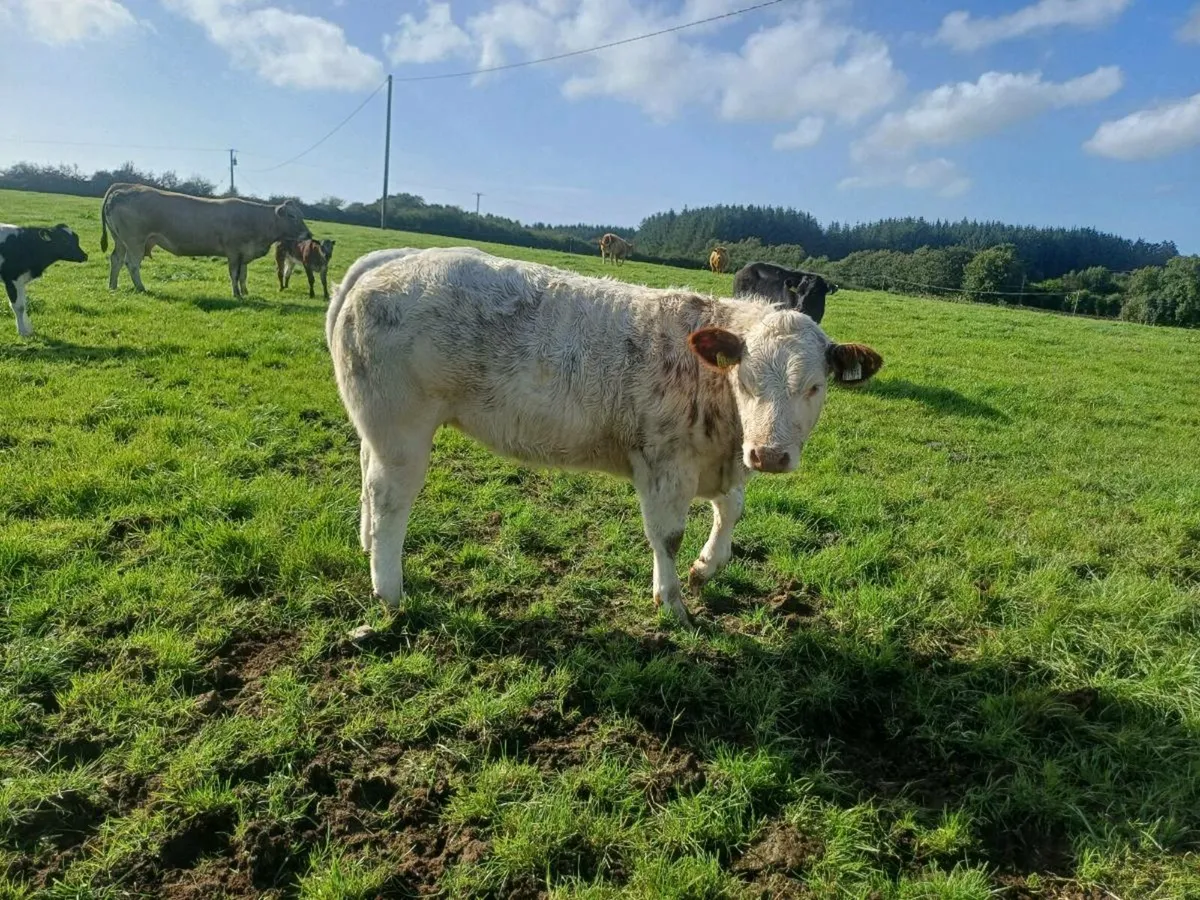 Roan Heifers - Image 2