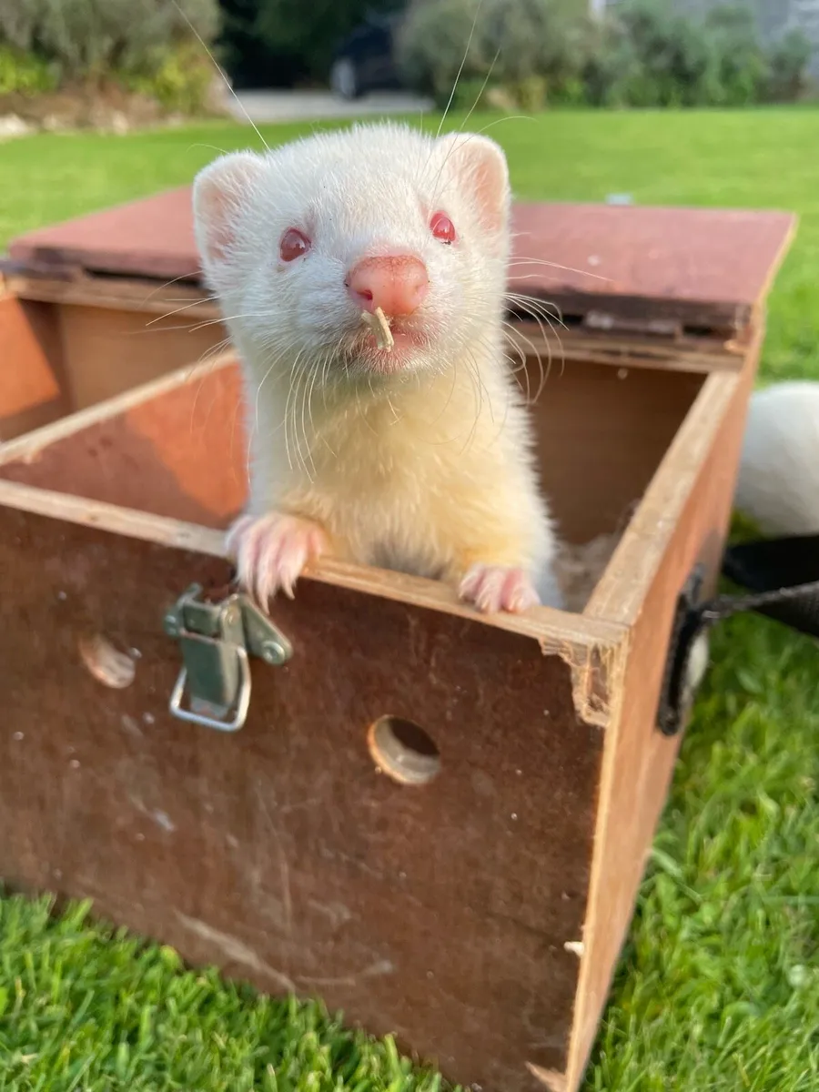 Ferrets - Image 1
