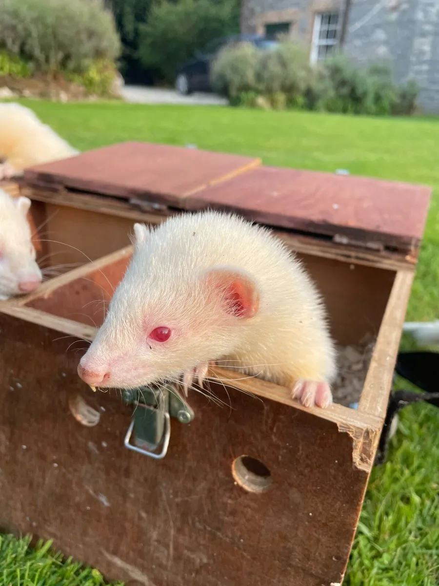 Ferrets - Image 2