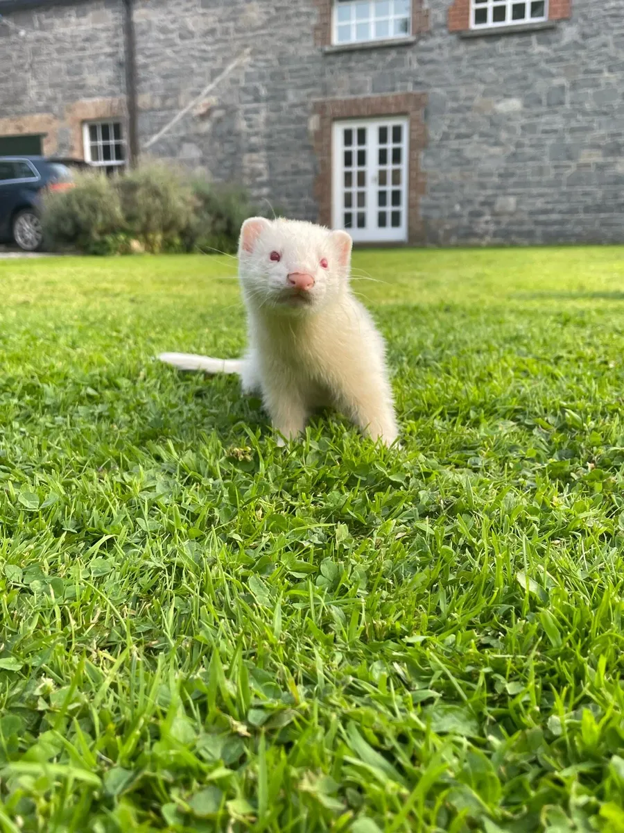 Ferrets - Image 3