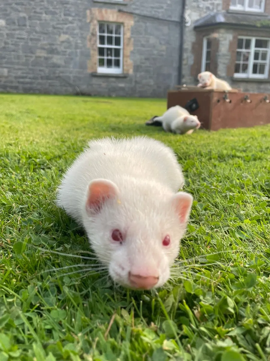 Ferrets - Image 4