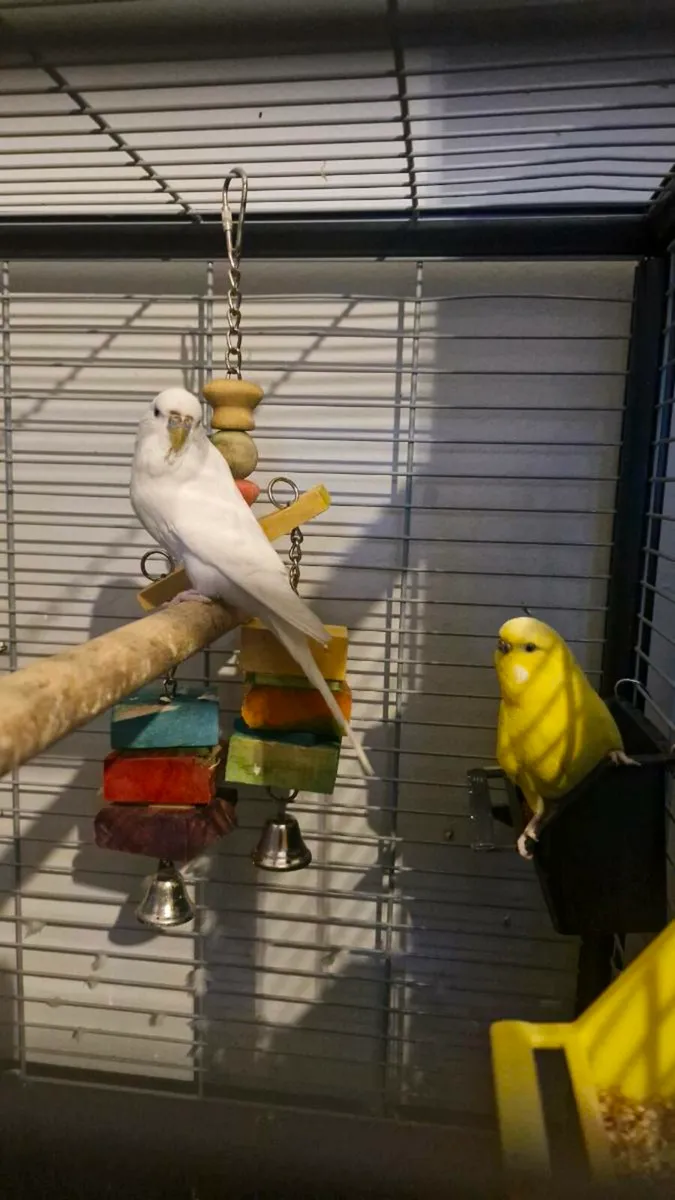 Budgies - Image 2