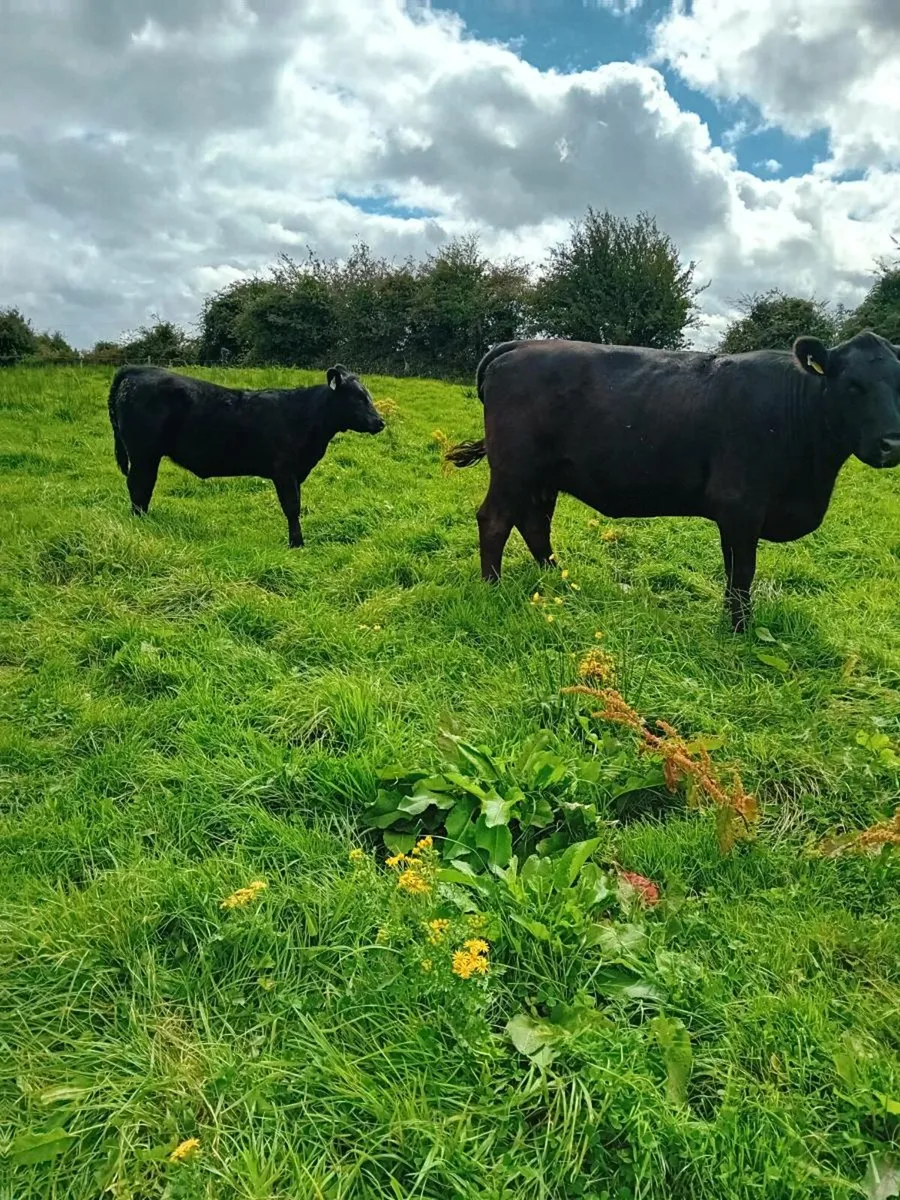 Pedigree Angus cow and calf - Image 4