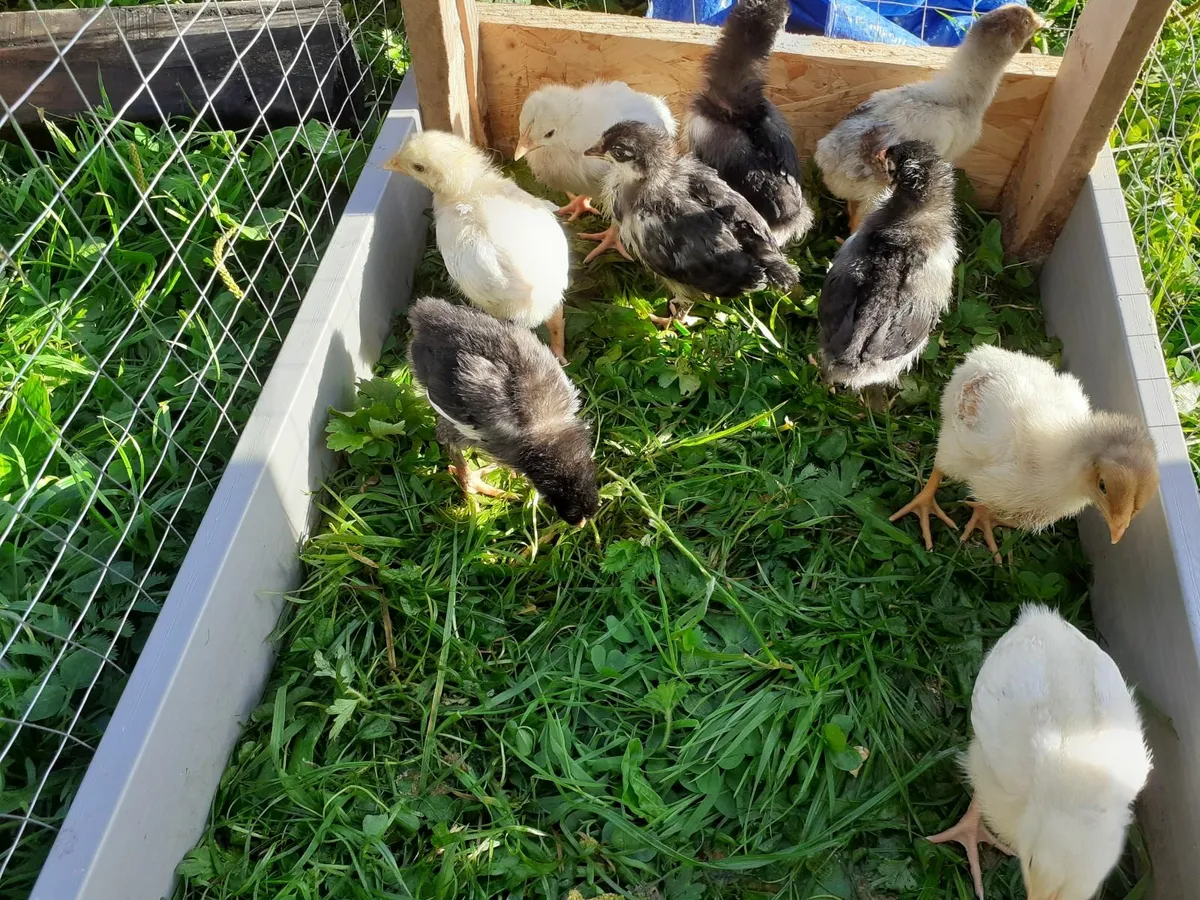 Full bred chickens - Image 4