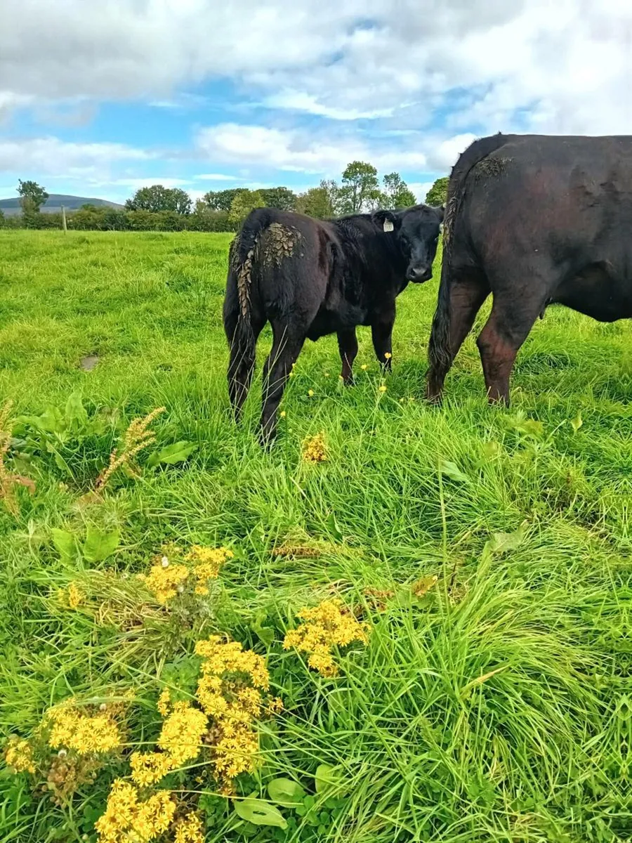 Pedigree Angus cow and calf - Image 1