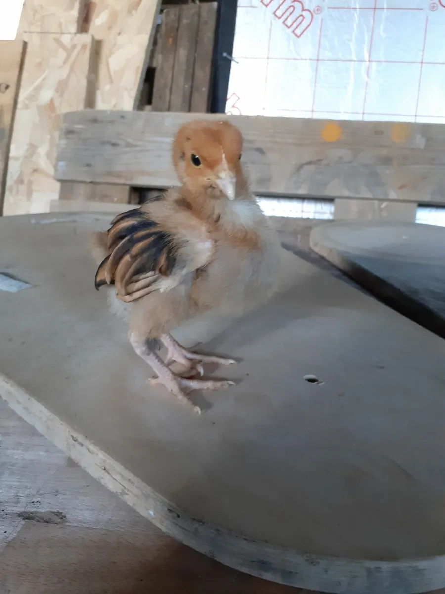 Full bred chickens - Image 2