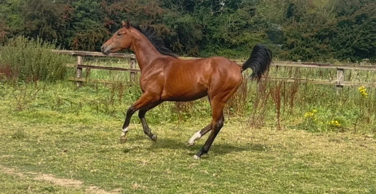 Stunning yearling filly by Tyson - Image 1