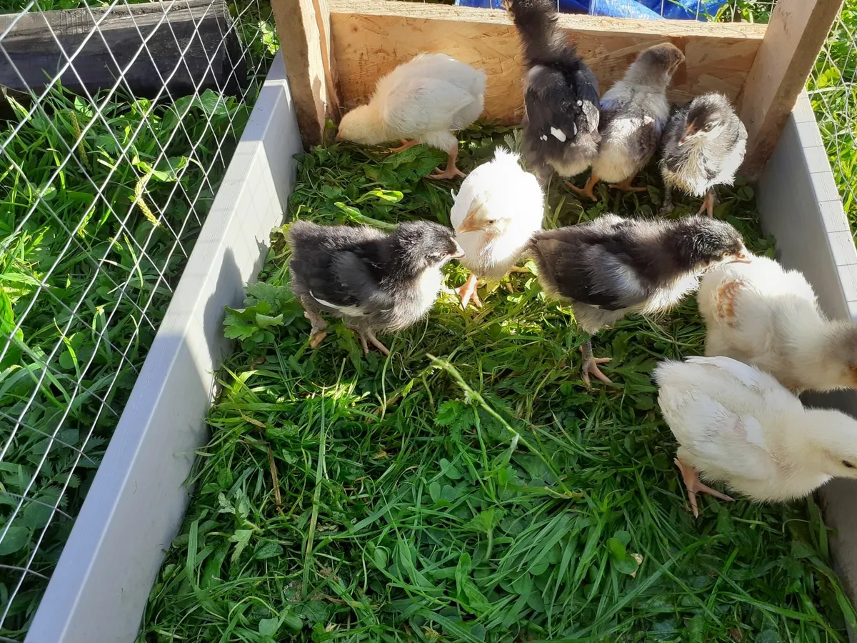 Full bred chickens - Image 3