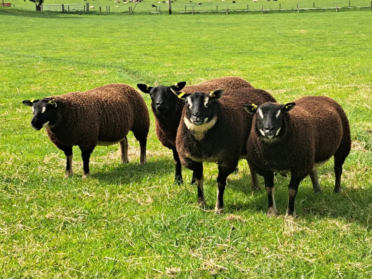 Dassenkop Ewe Lambs - Image 1