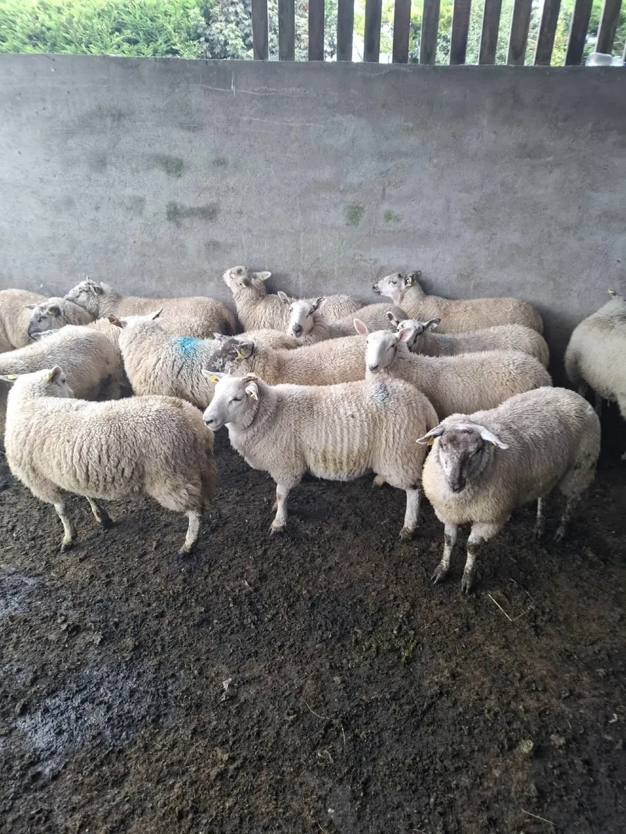 Ewe lambs for sale - Image 1