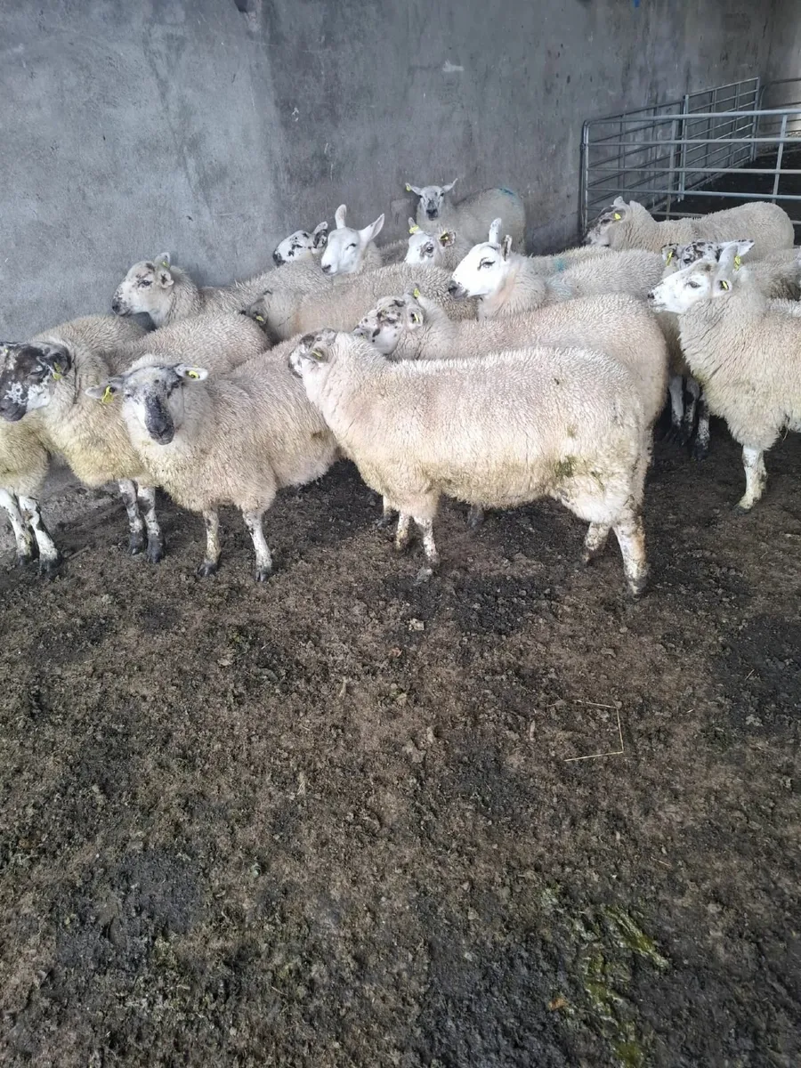Ewe lambs for sale - Image 2