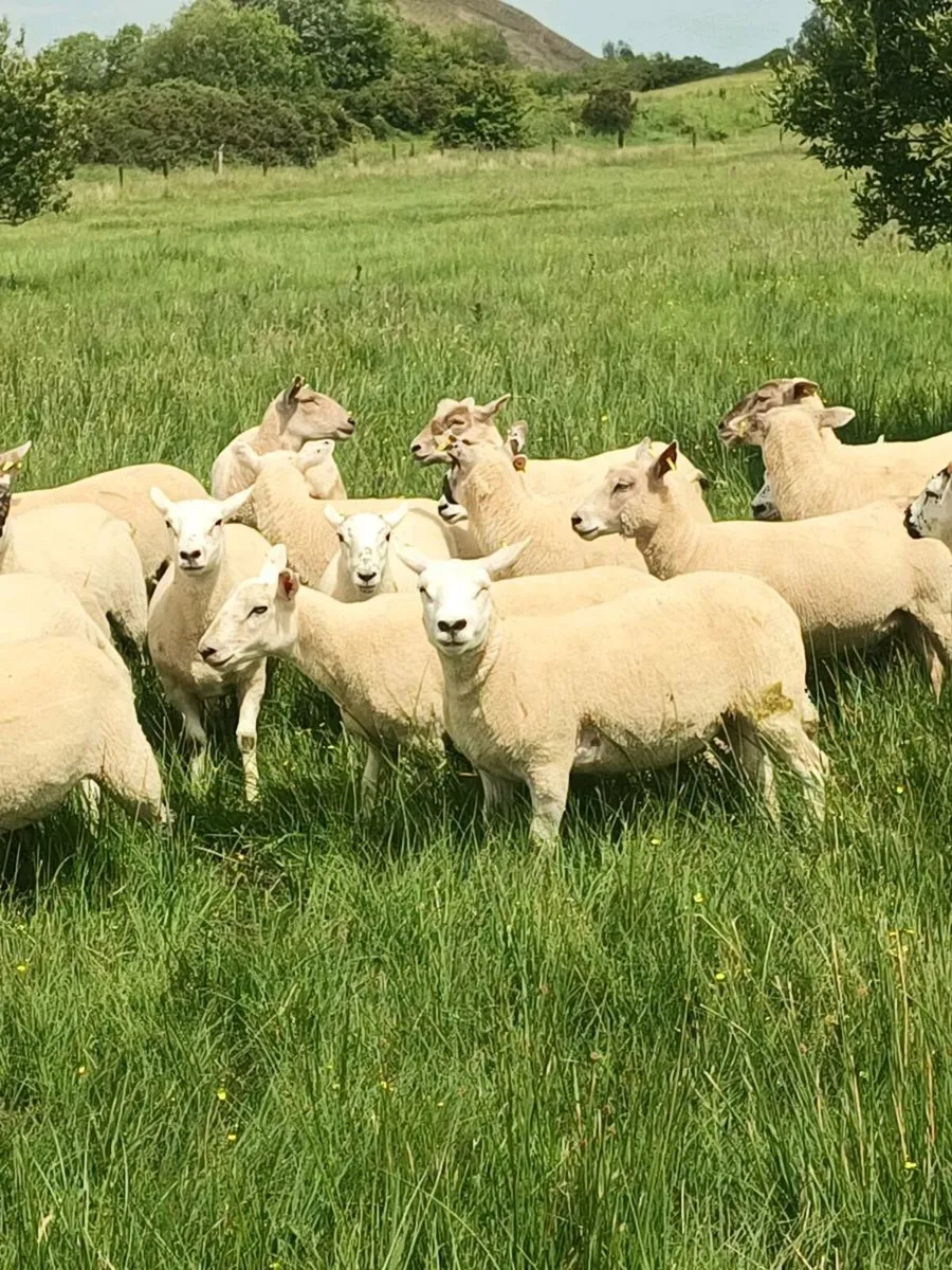 54 Hoggets - Image 1