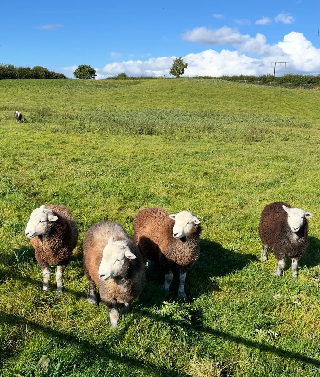 Herdwicks - Image 1