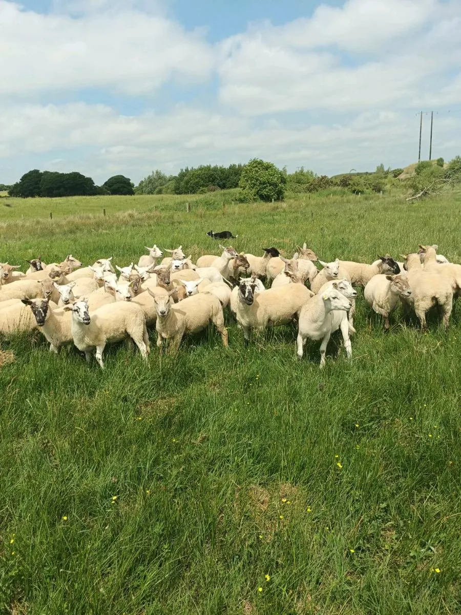 54 Hoggets - Image 2