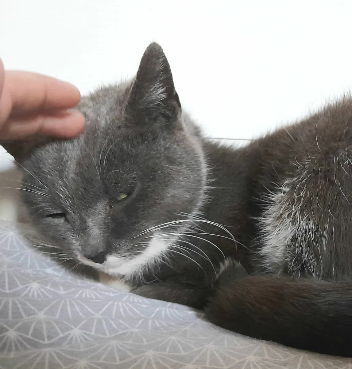 Looking for a peaceful & affectionate home... - Image 2