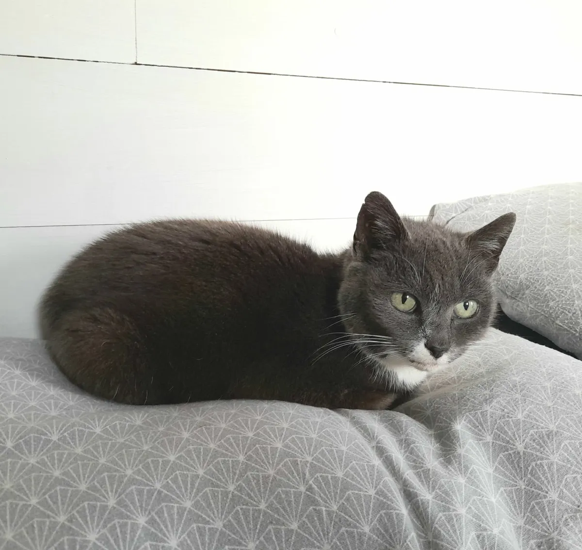 Looking for a peaceful & affectionate home... - Image 4