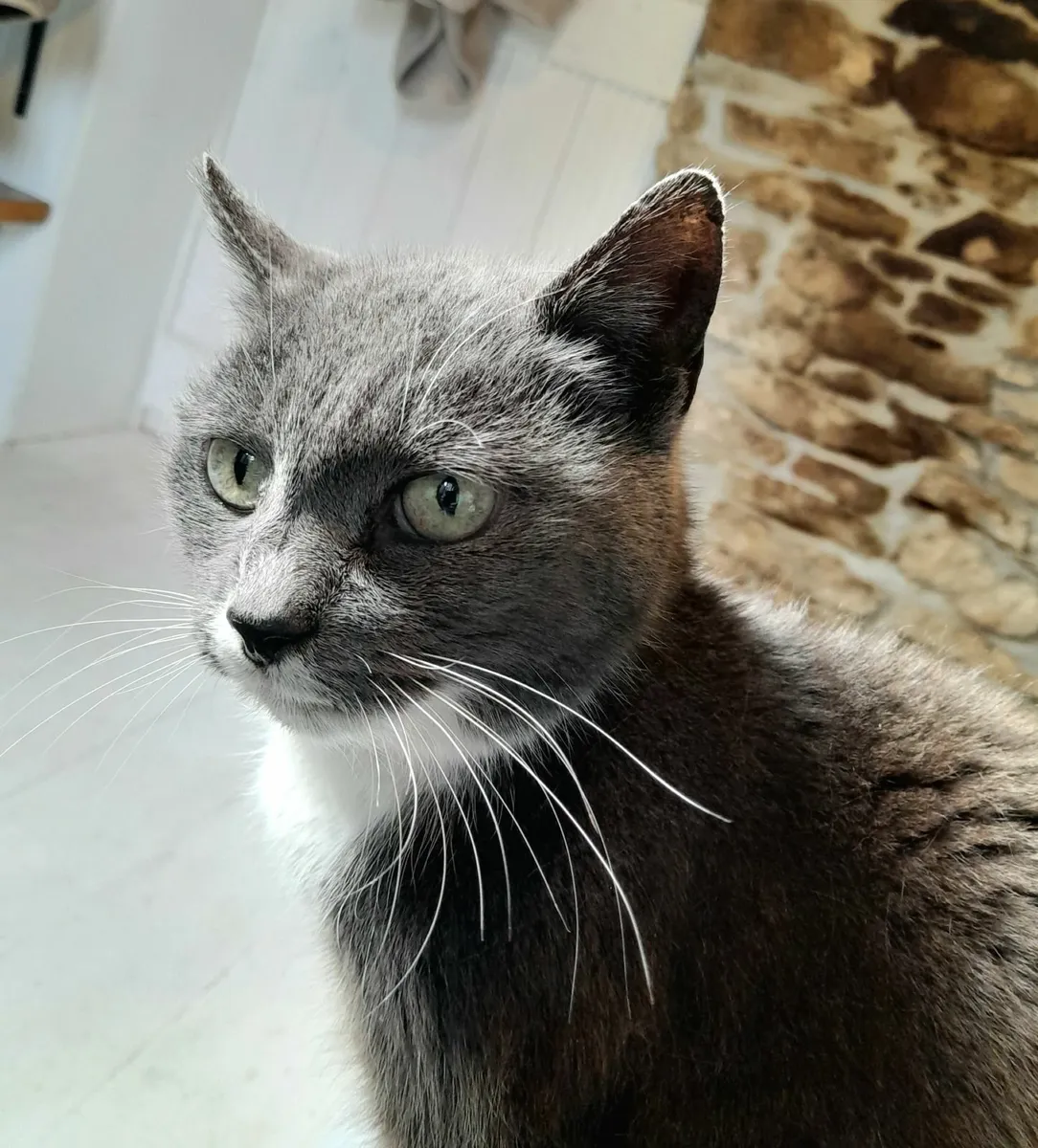 Looking for a peaceful & affectionate home... - Image 1