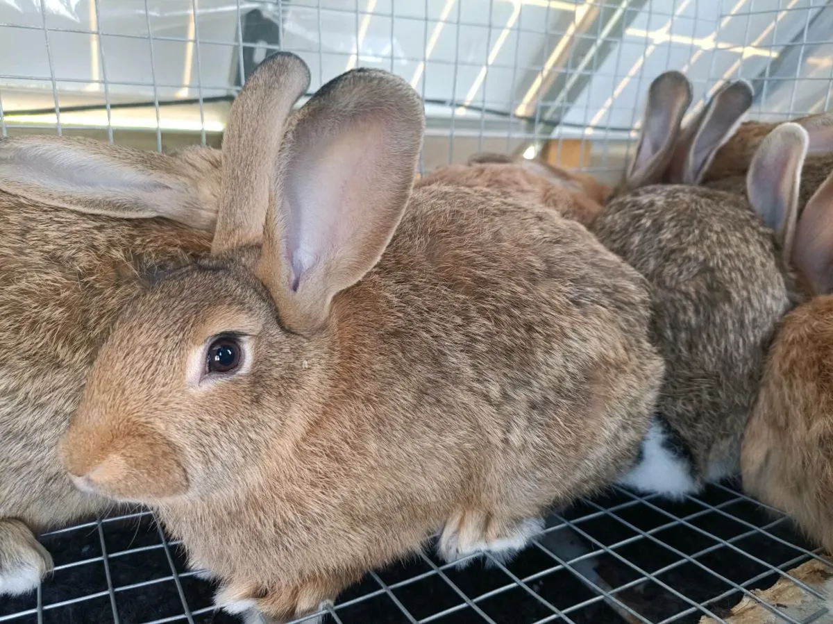 Rabbits - Image 1