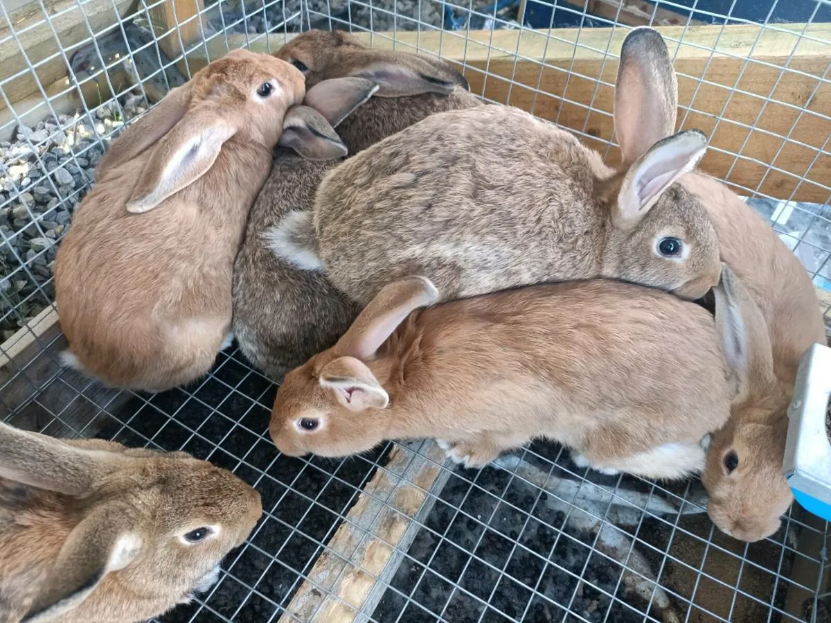 Rabbits - Image 4