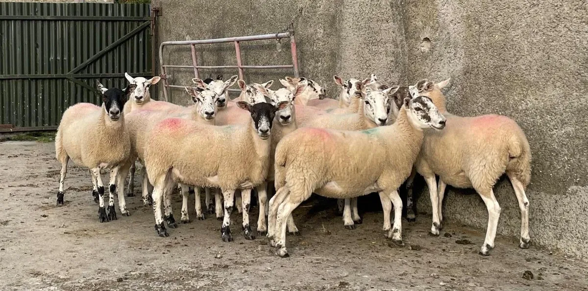 Sheep - Image 1