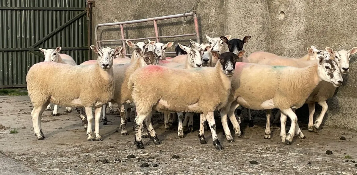 Sheep - Image 2