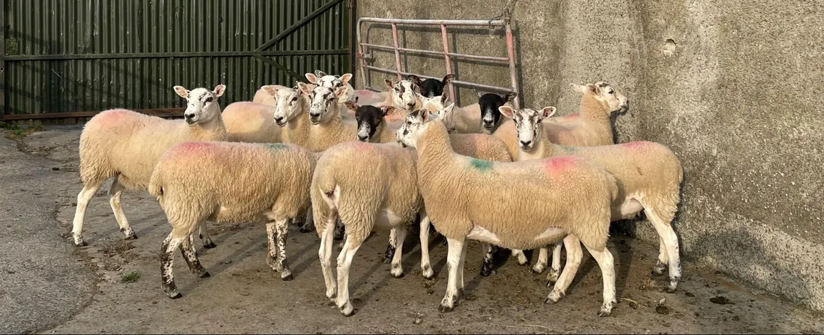 Sheep - Image 3