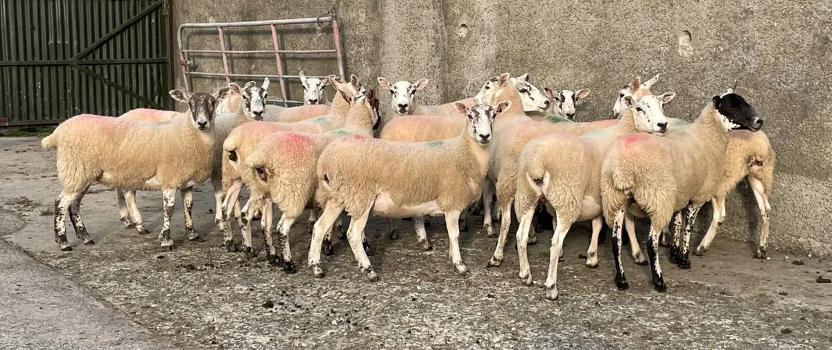 Sheep - Image 4