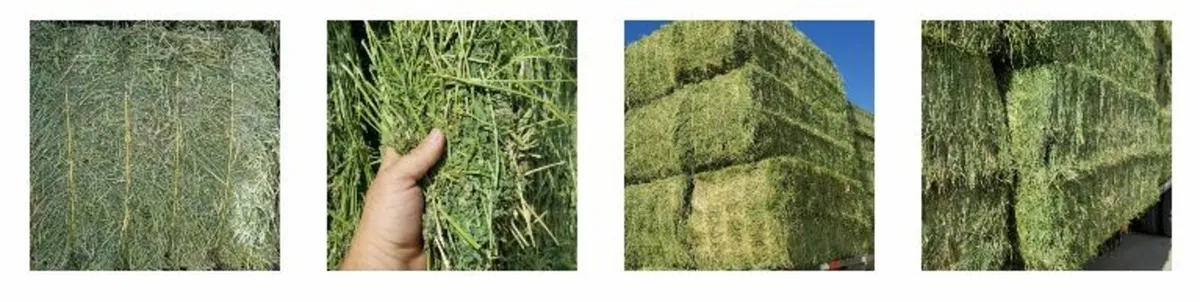 Quality  Alfalfa Hay  , Timothy Alfalfa Mix Hay , - Image 3