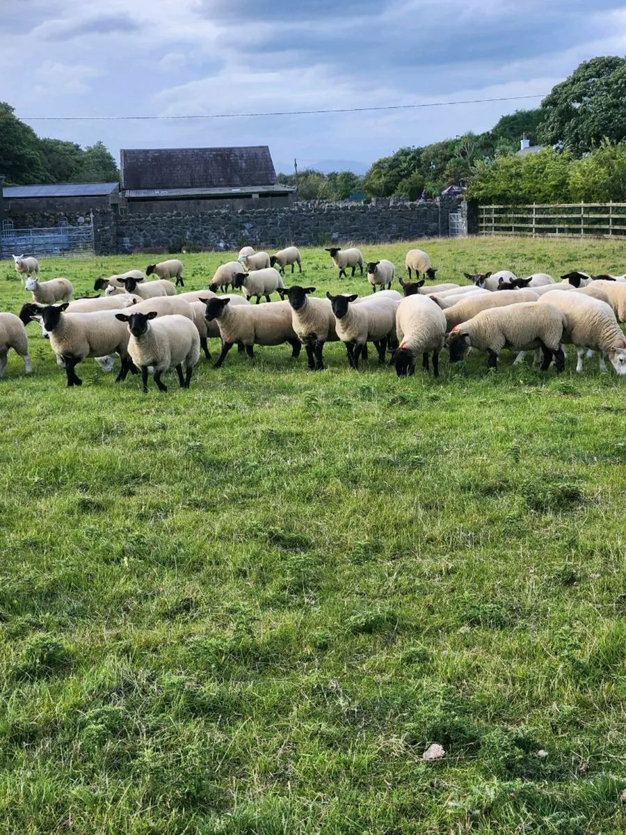 Crossbred hoggets - Image 1