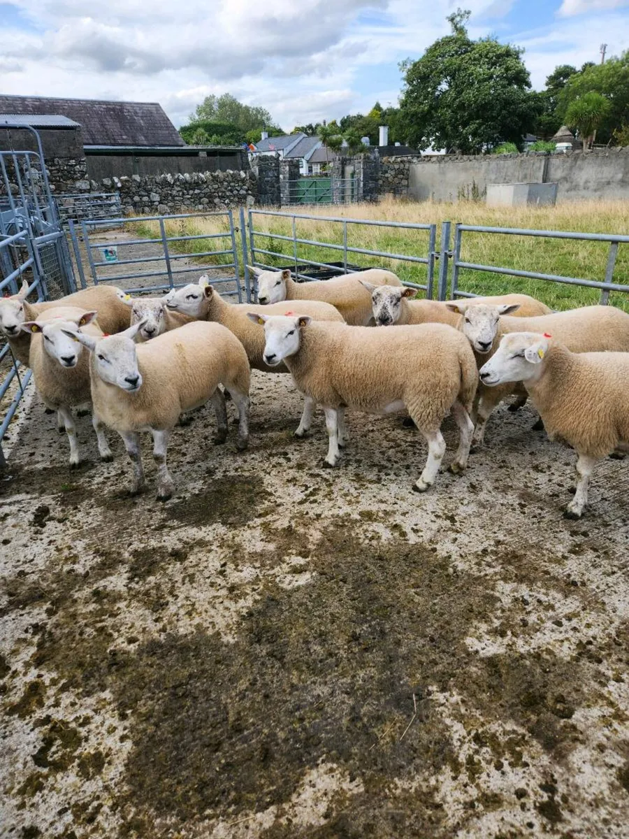 Crossbred hoggets - Image 2