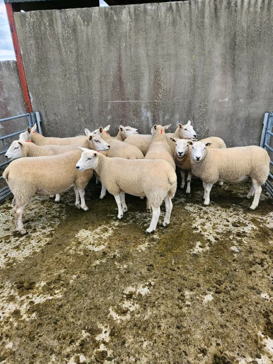 Crossbred hoggets - Image 3