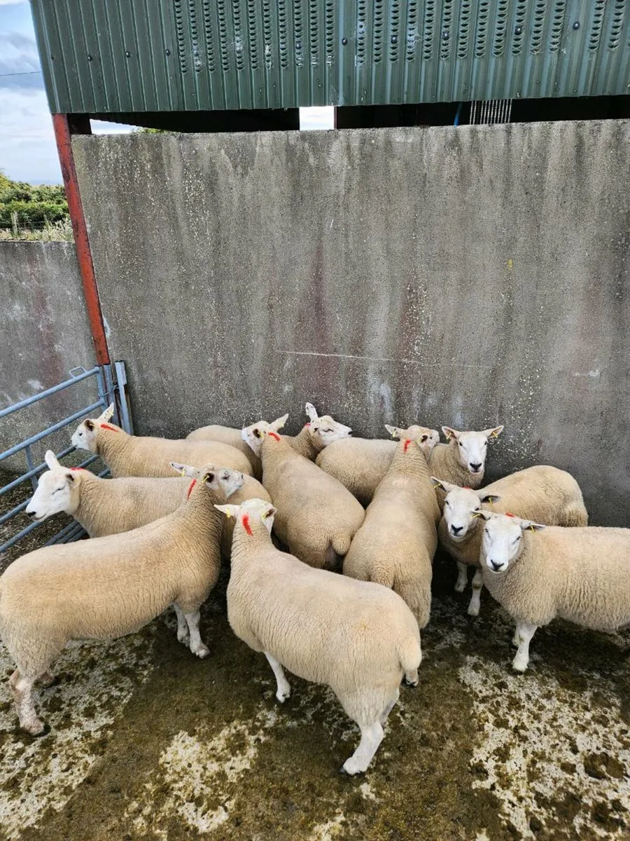 Crossbred hoggets - Image 4