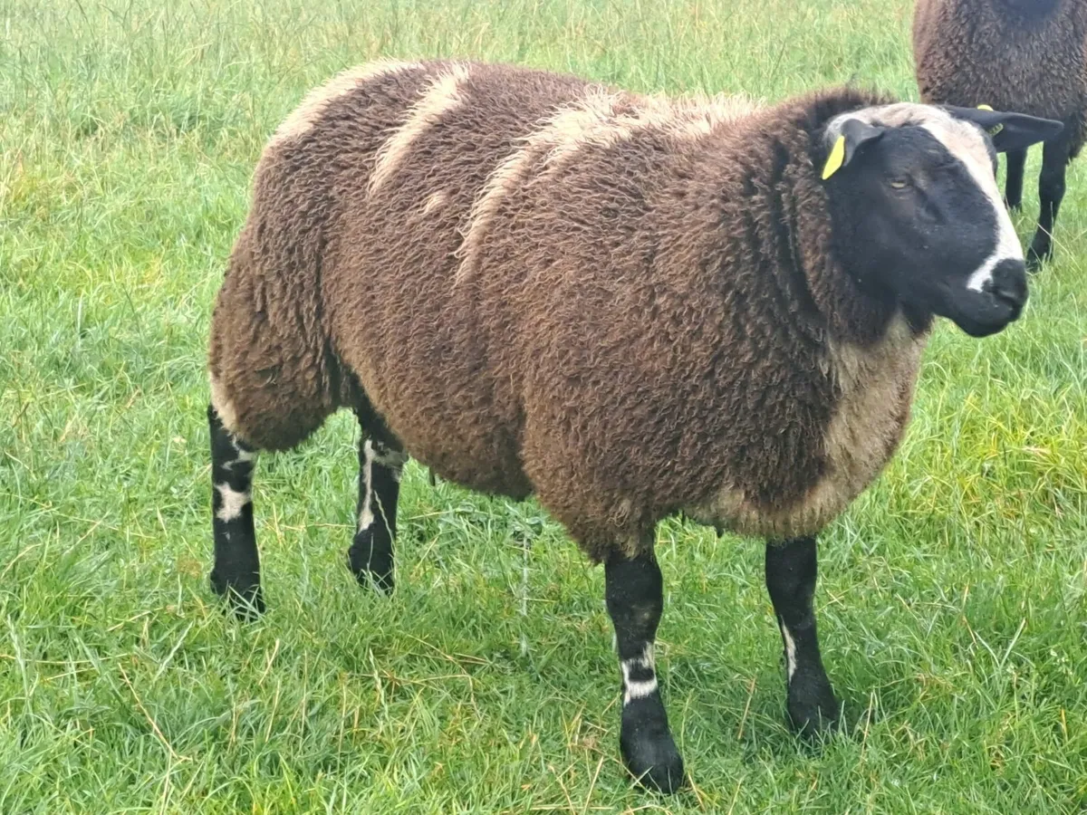 Dutch Spotted Ram Lamb - Image 1