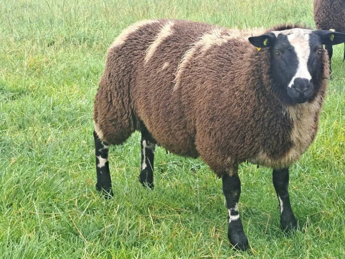 Dutch Spotted Ram Lamb - Image 2