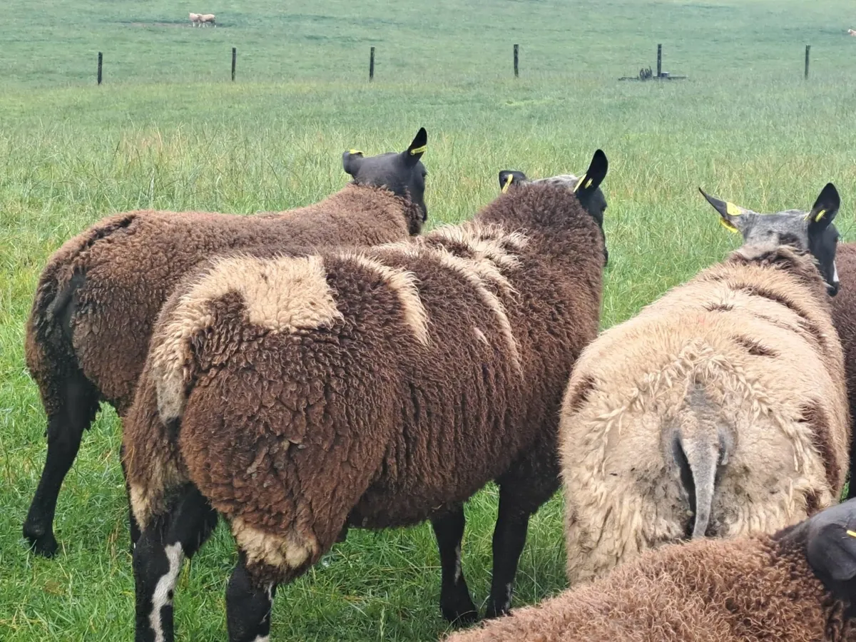 Dutch Spotted Ram Lamb - Image 3