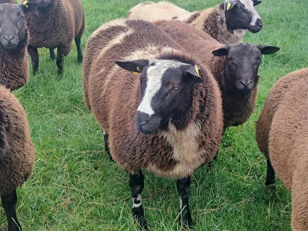 Dutch Spotted Ram Lamb - Image 4