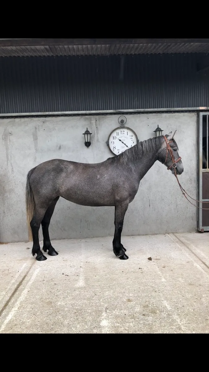 4yrs Irish Draught/Connemara - Image 2