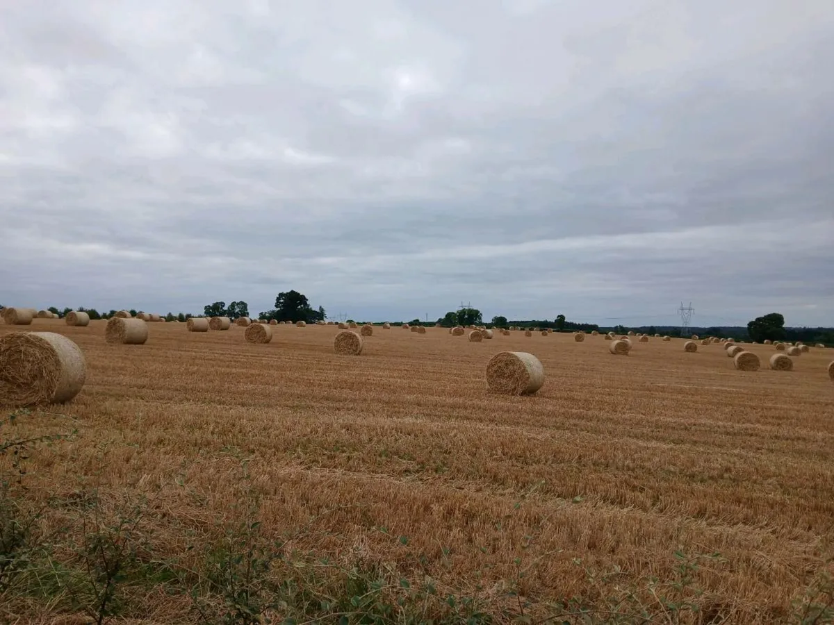 Barley Straw