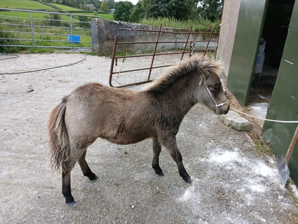 Minature foal colt - Image 3