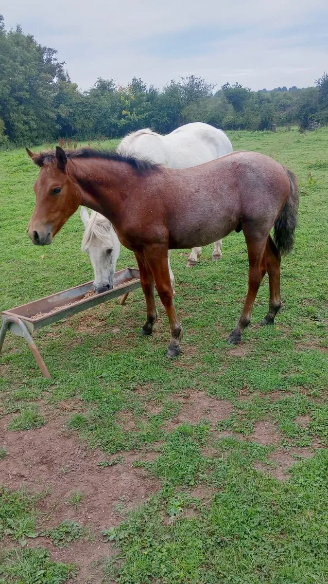 Horses - Image 2