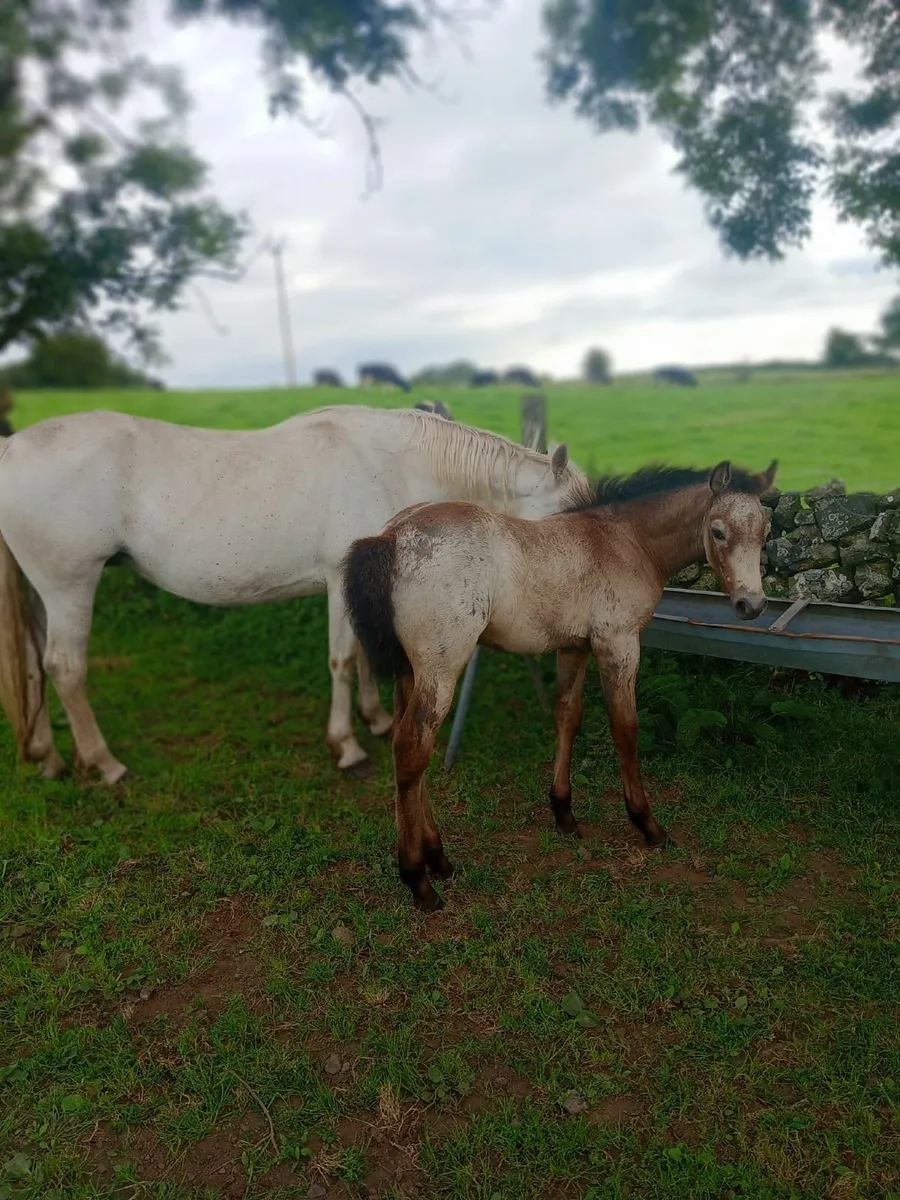 Horses - Image 3