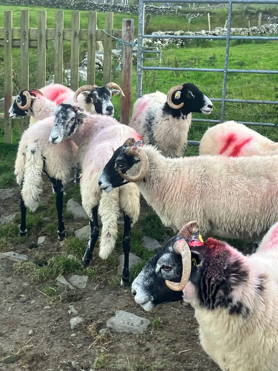Ewes - Image 1