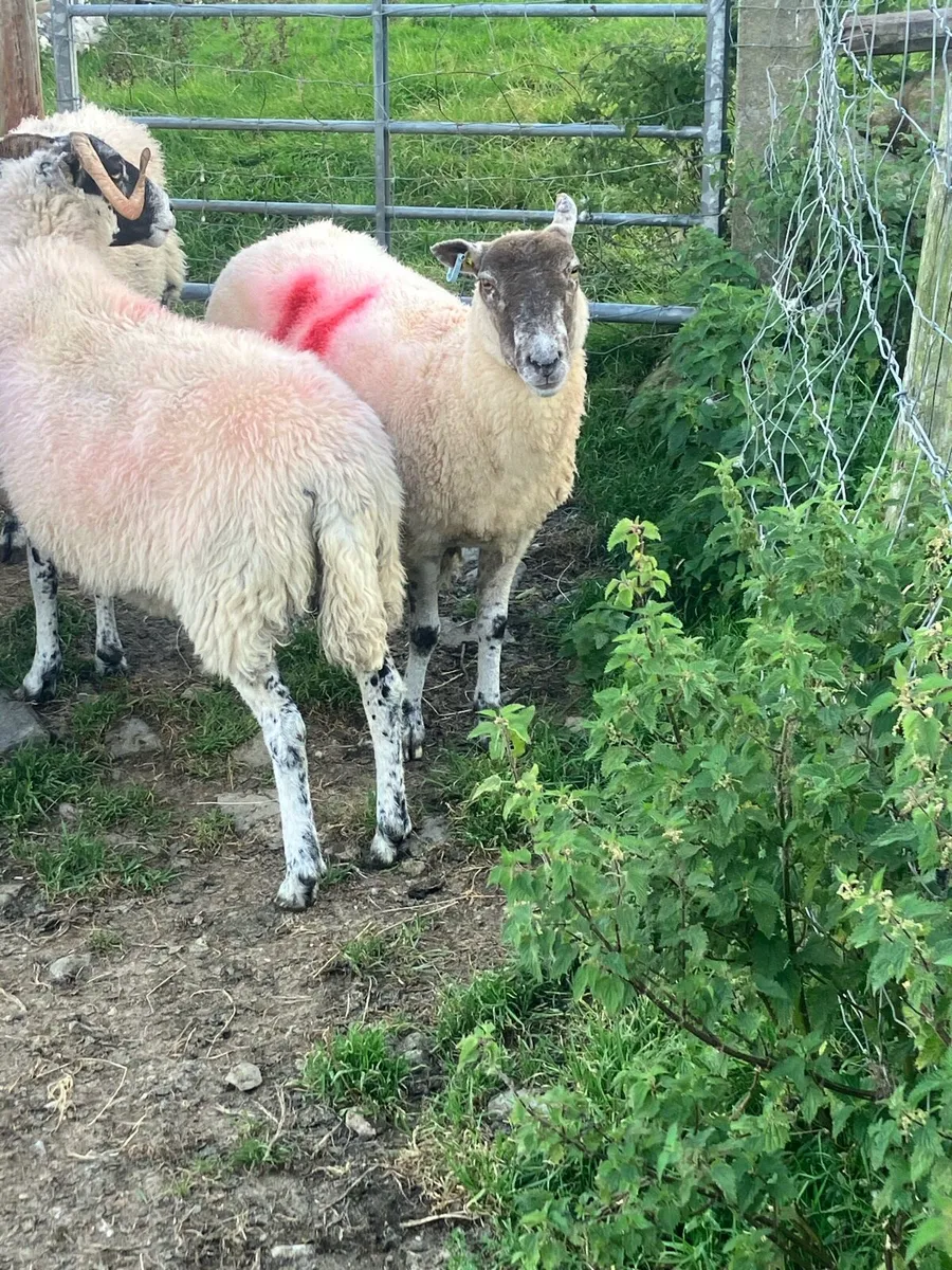 Ewes - Image 2