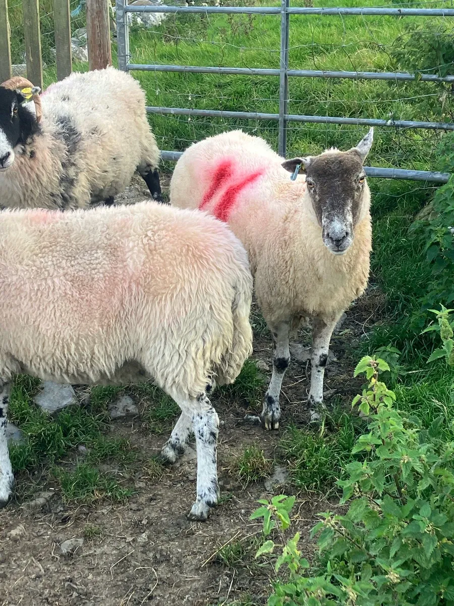 Ewes - Image 3