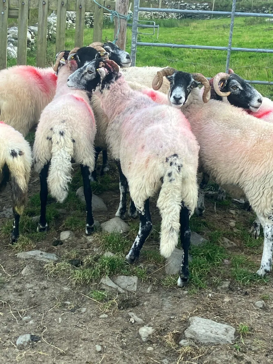 Ewes - Image 4